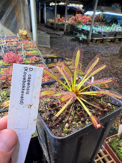 Drosera capensis Kouebokkeveld