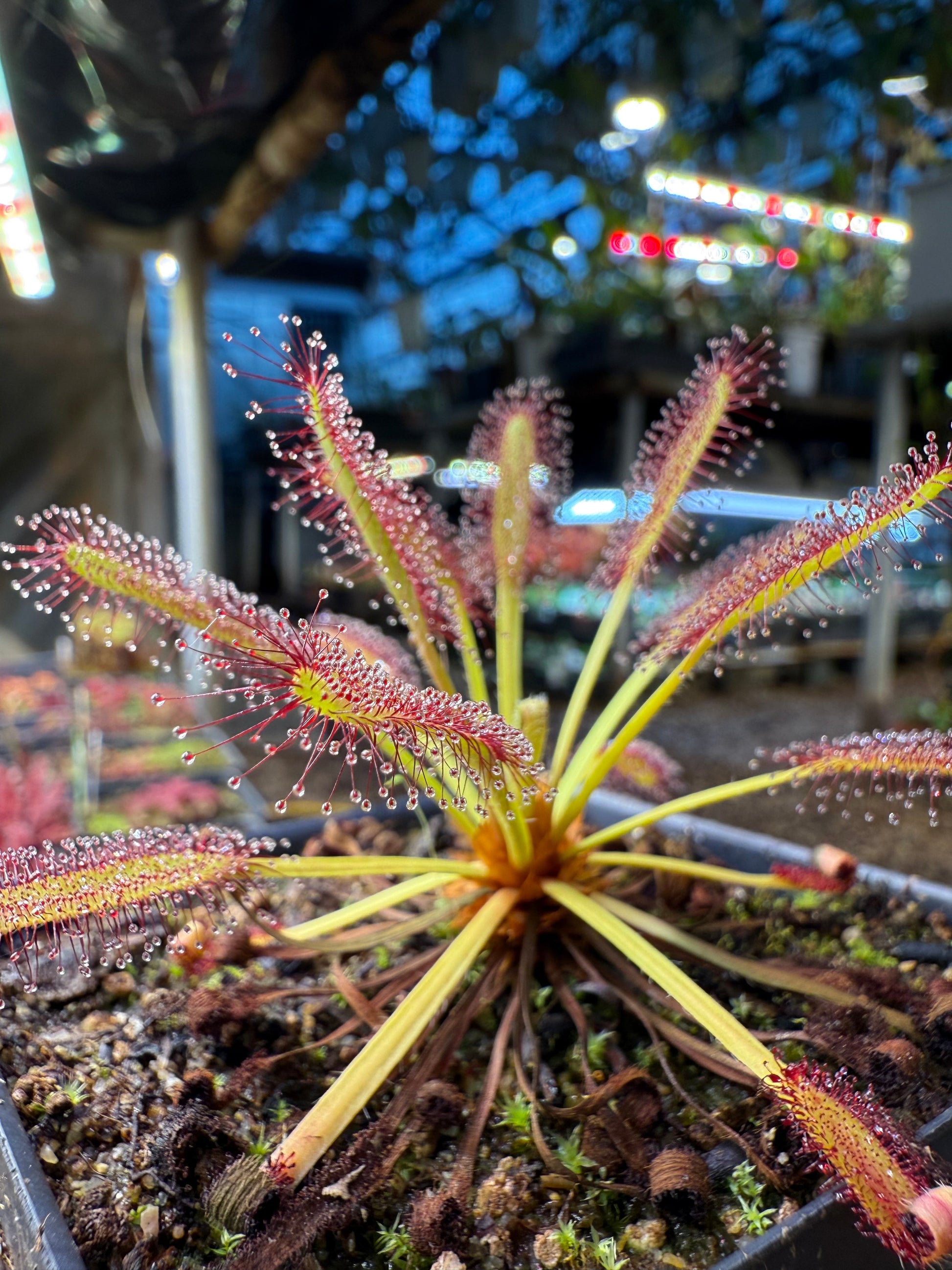 Drosera capensis Kouebokkeveld