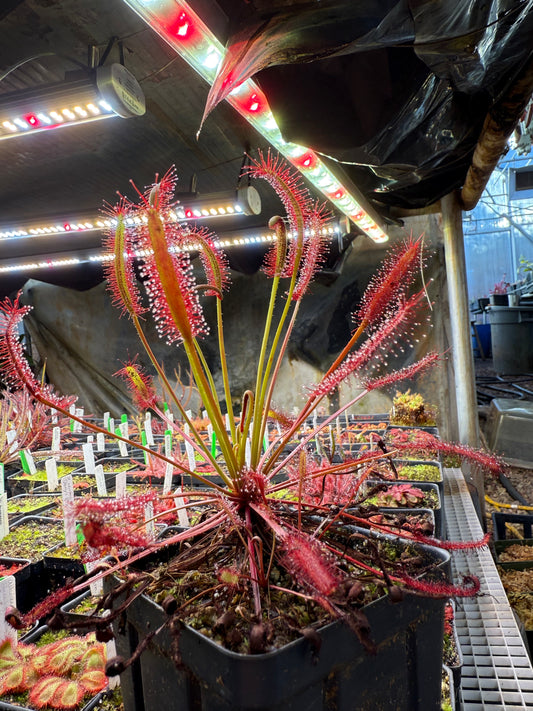 Drosera capensis Large Narrow Leaf Form (Travellers Rest, Near Clanwilliam)