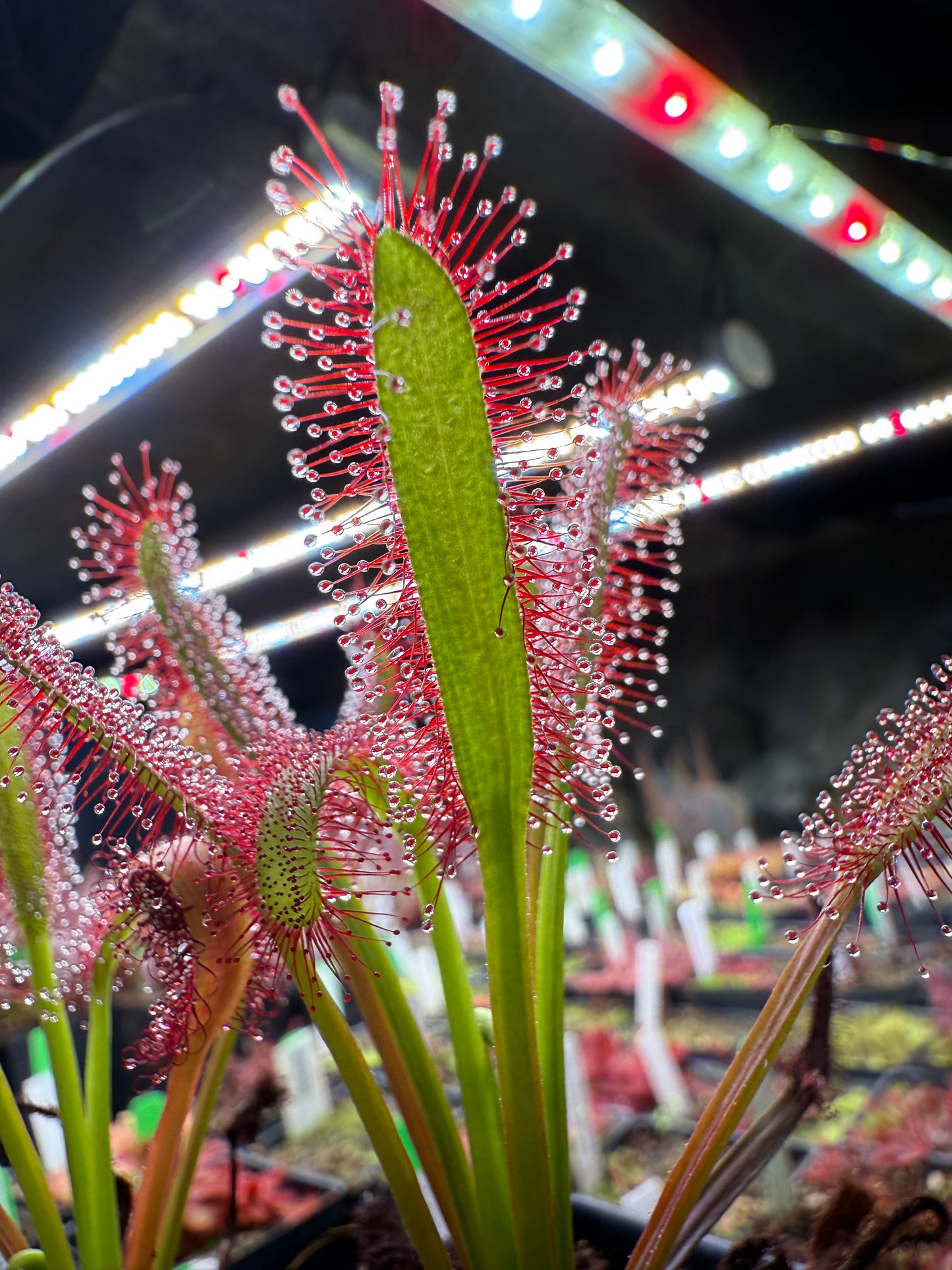 Drosera capensis Lotus Eater
