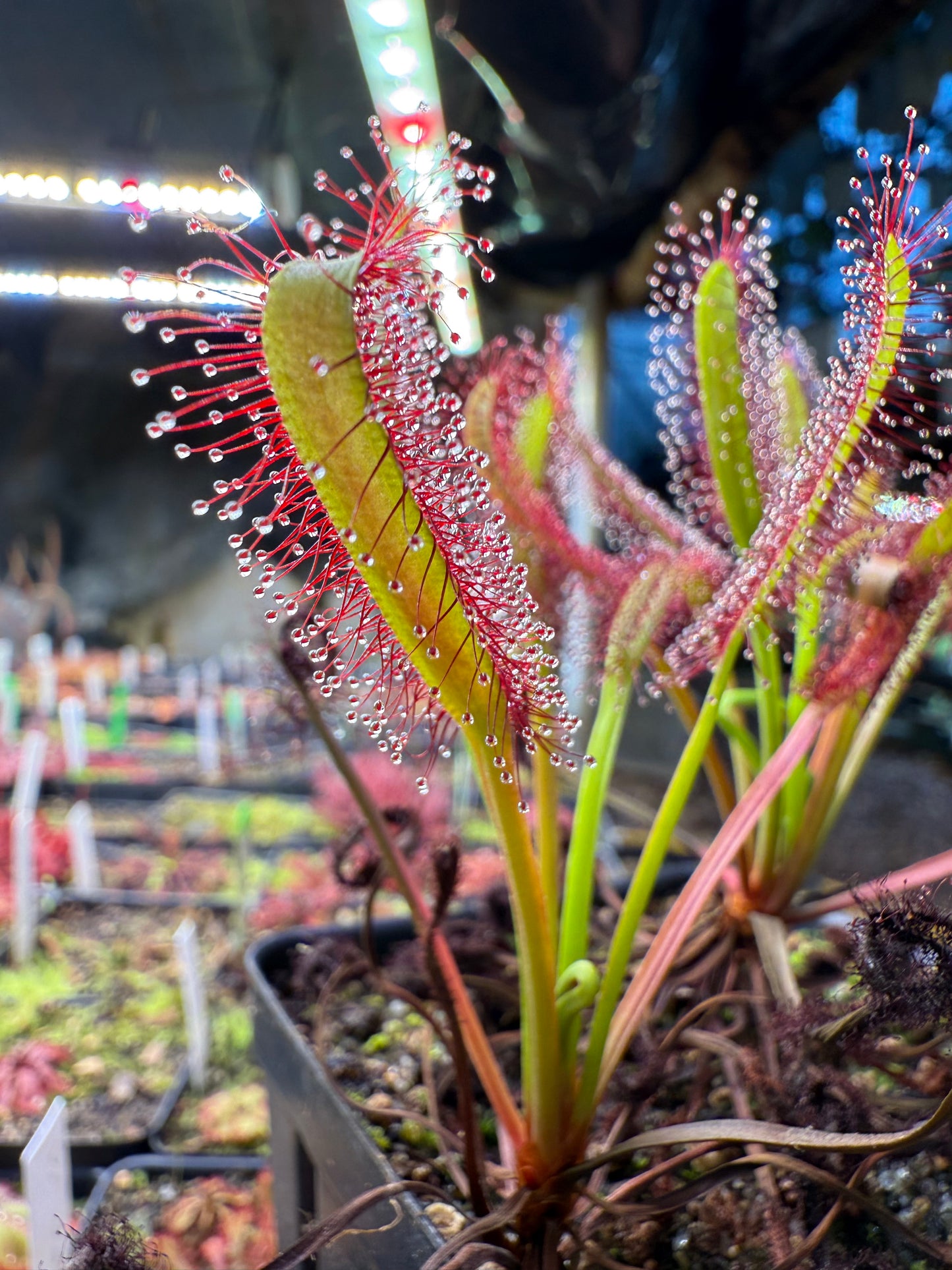 Drosera capensis Lotus Eater