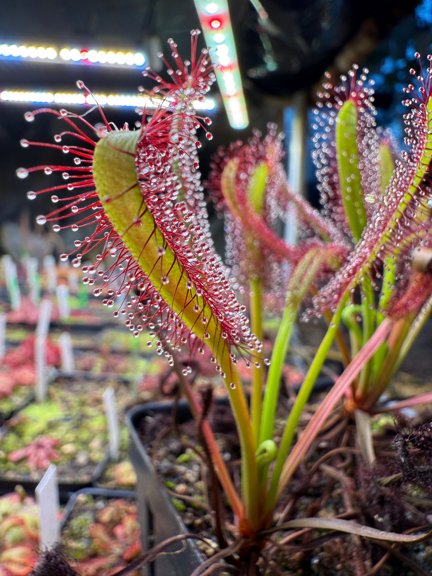 Drosera capensis Lotus Eater