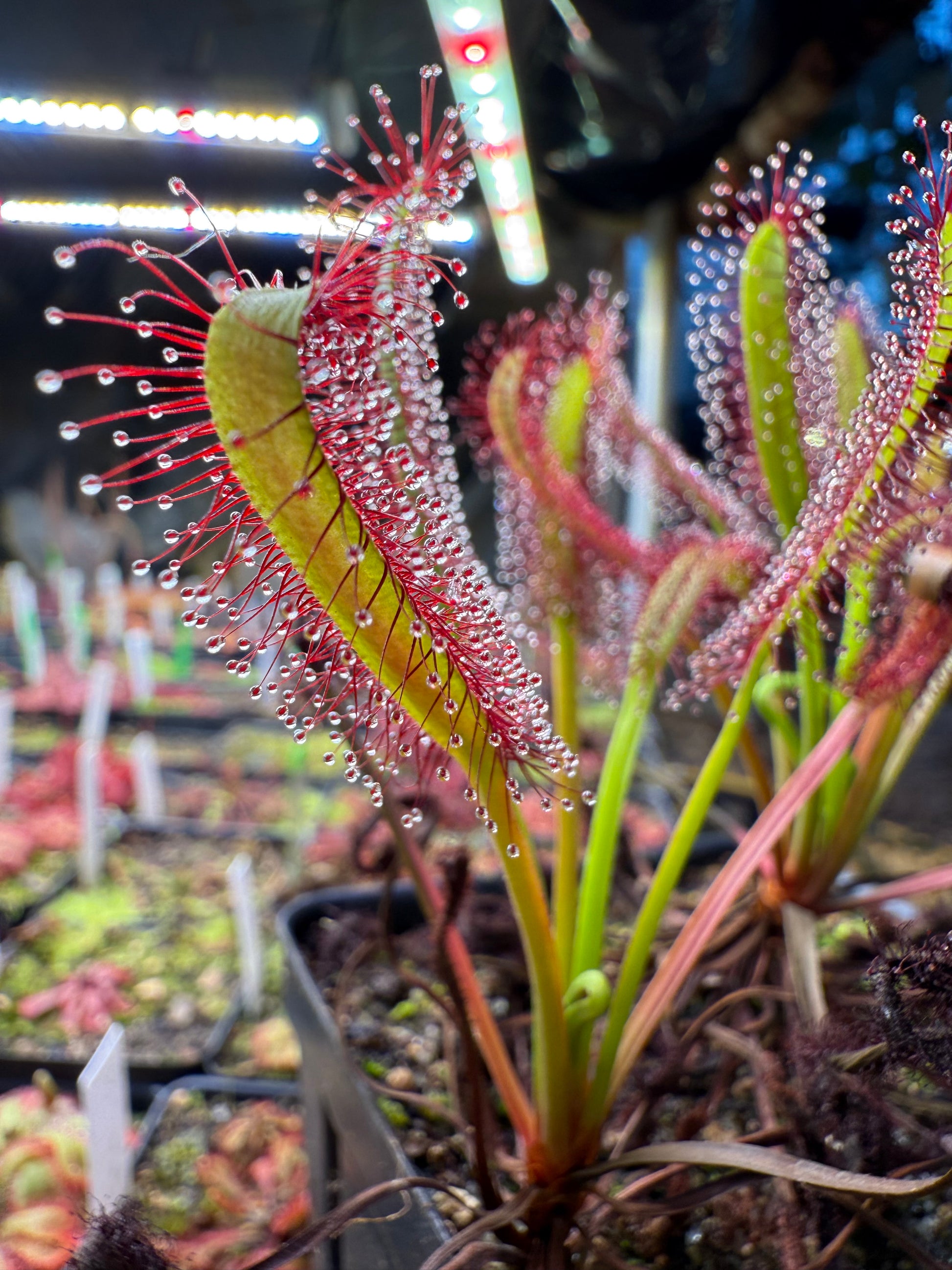 Drosera capensis Lotus Eater