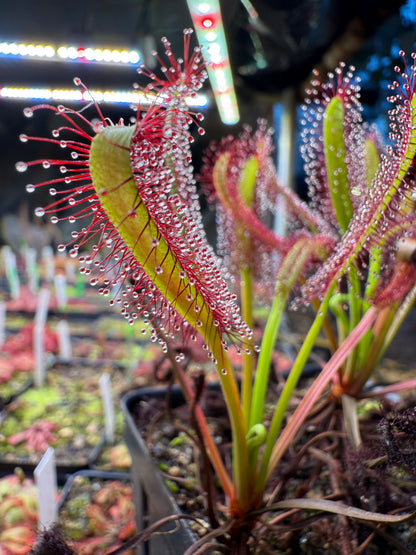 Drosera capensis Lotus Eater