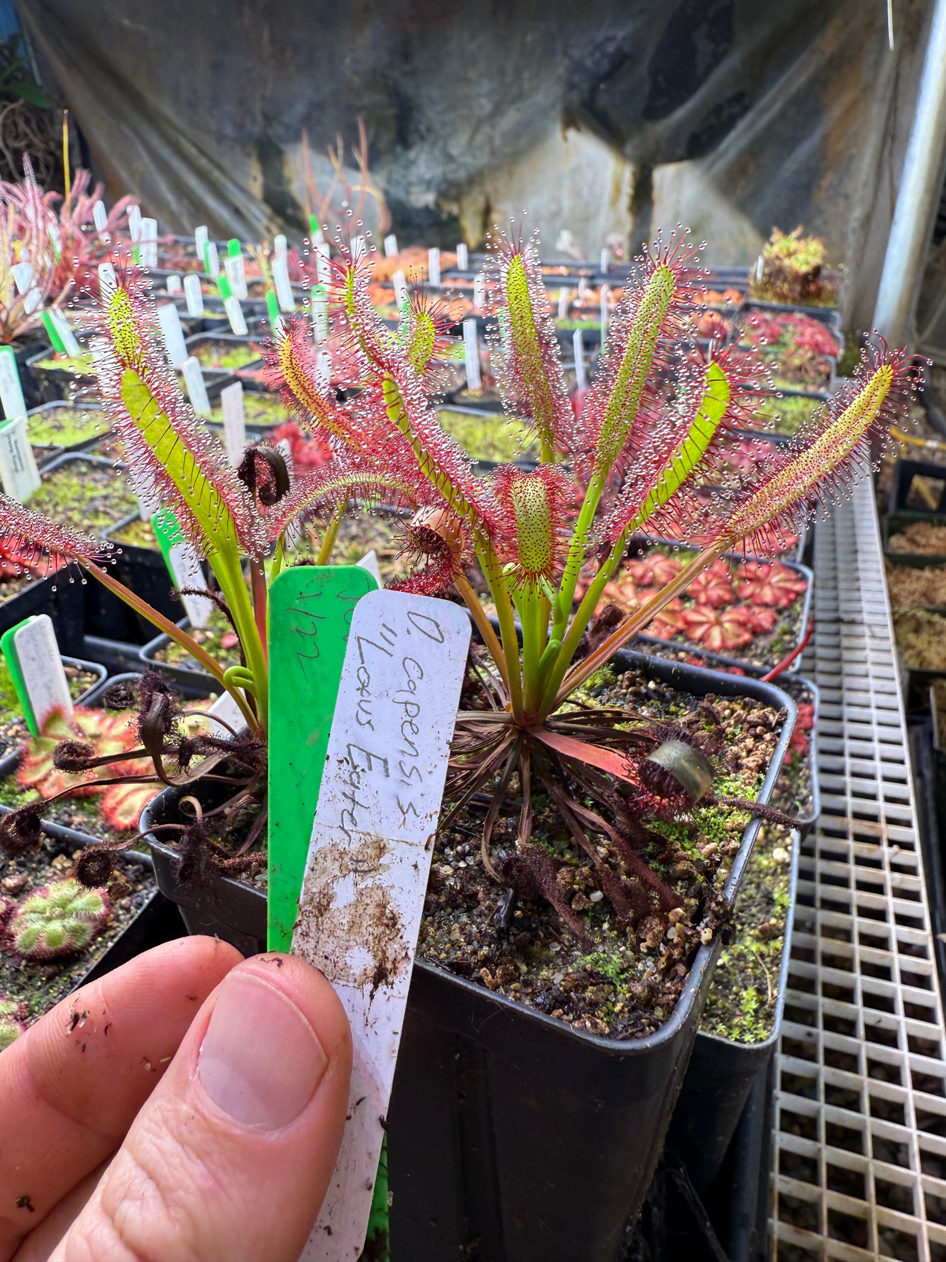 Drosera capensis Lotus Eater