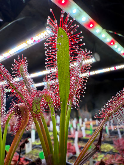Drosera capensis Lotus Eater
