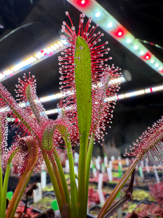 Drosera capensis Lotus Eater
