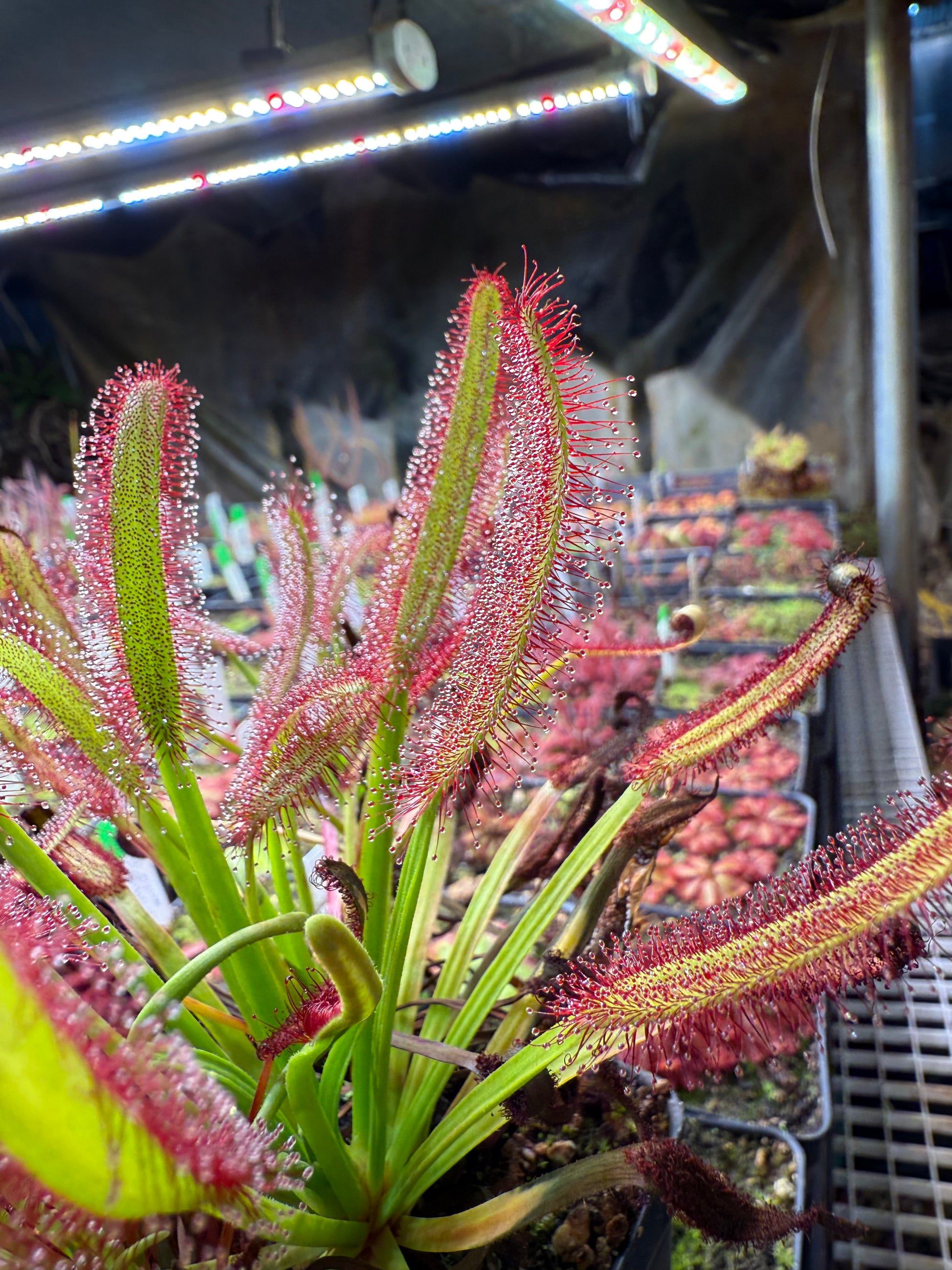 Drosera capensis Meadowview Wideleaf