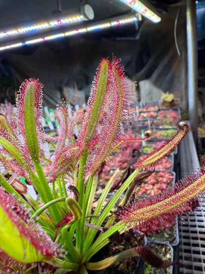 Drosera capensis Meadowview Wideleaf