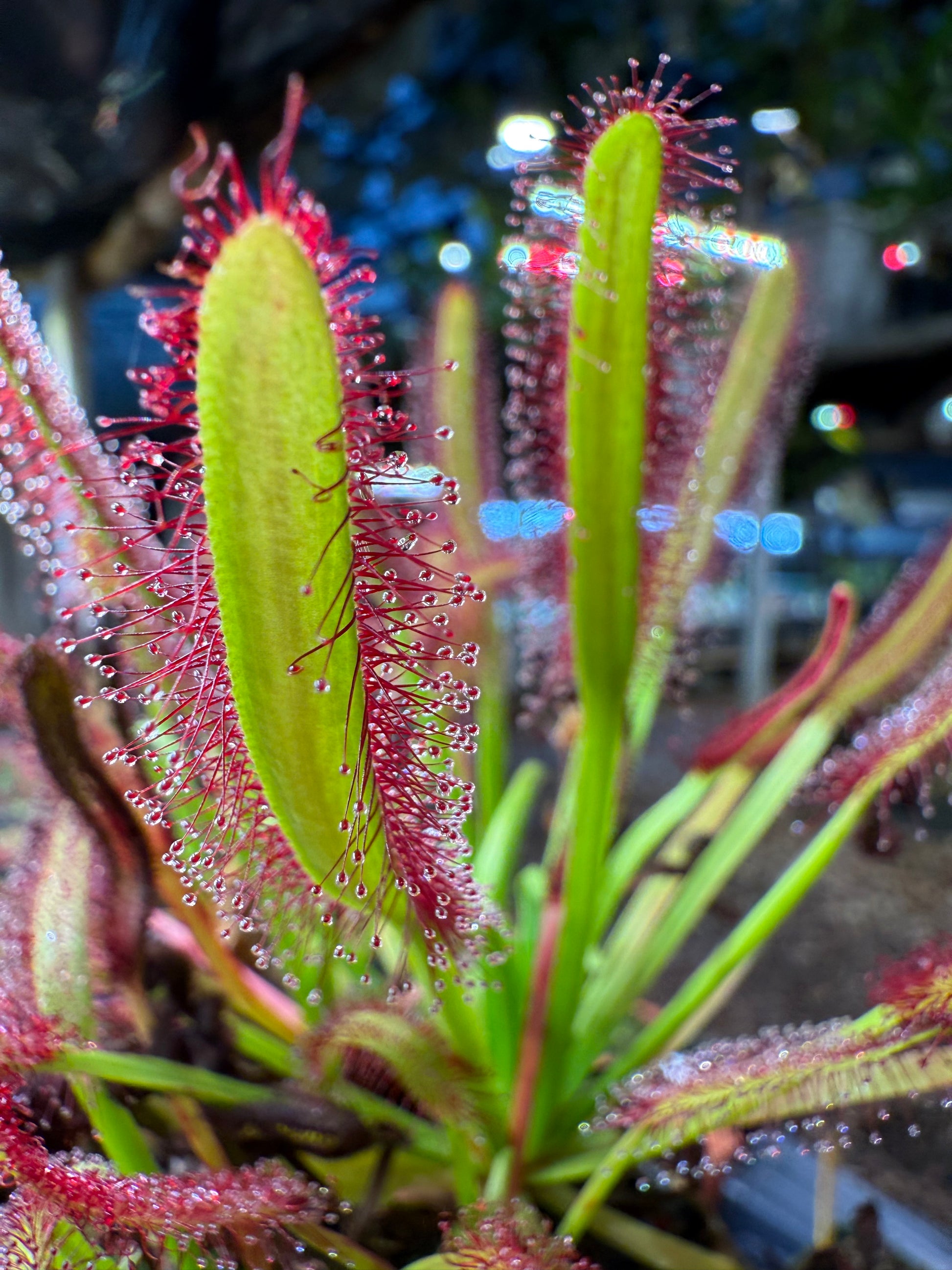 Drosera capensis Meadowview Wideleaf