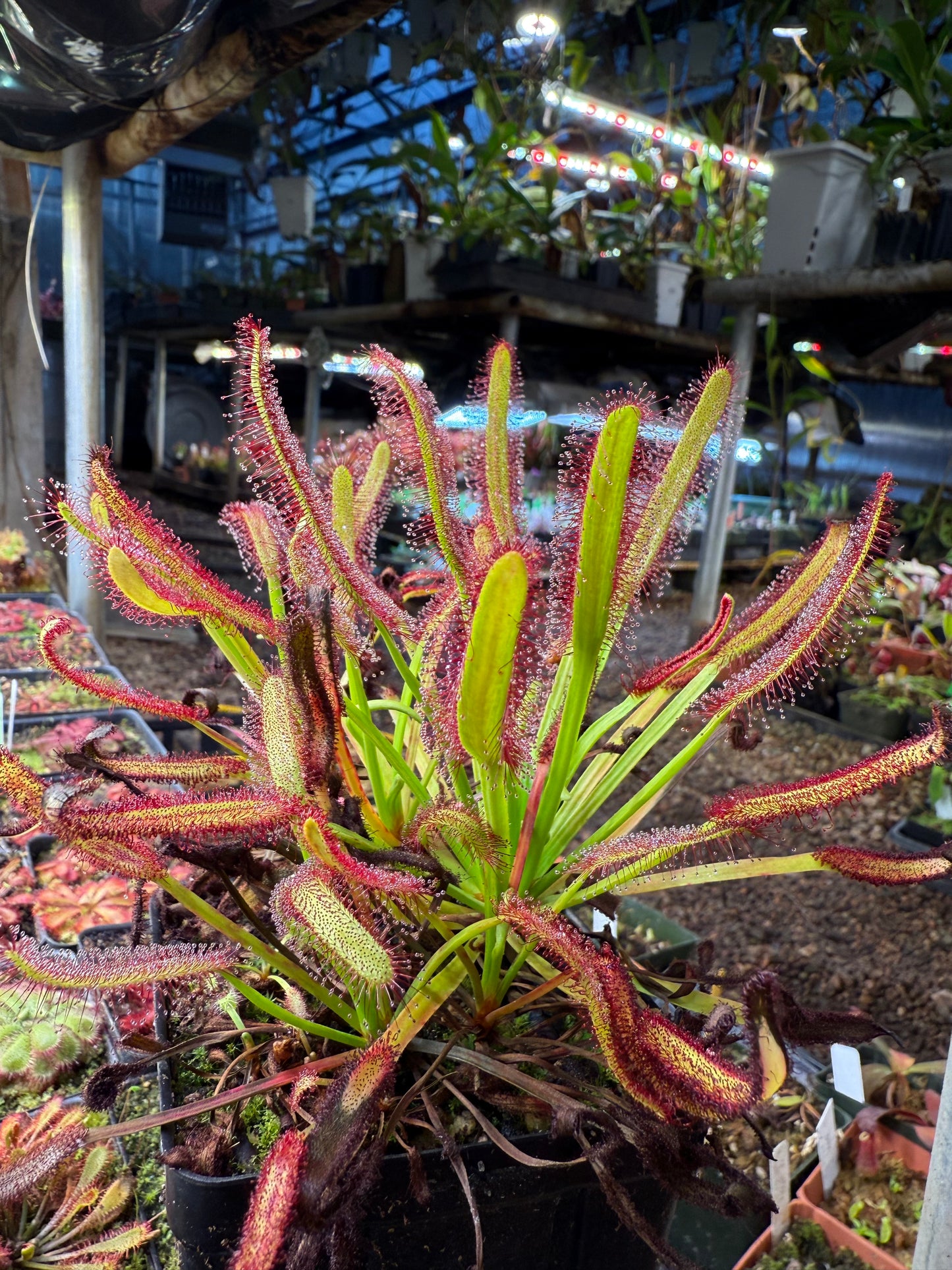 Drosera capensis Meadowview Wideleaf