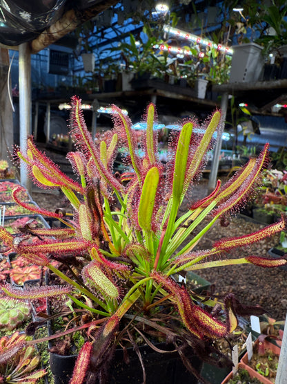 Drosera capensis Meadowview Wideleaf