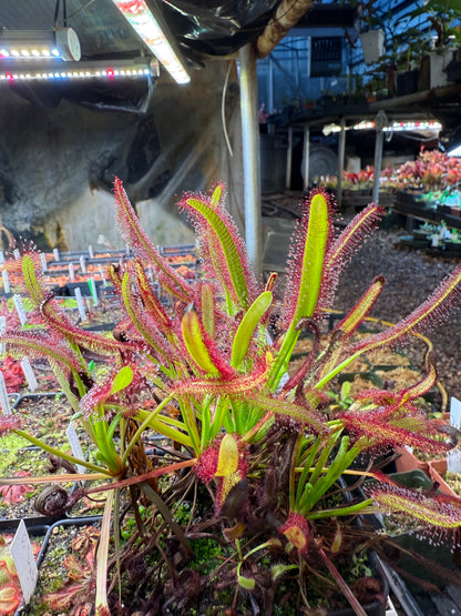 Drosera capensis Meadowview Wideleaf