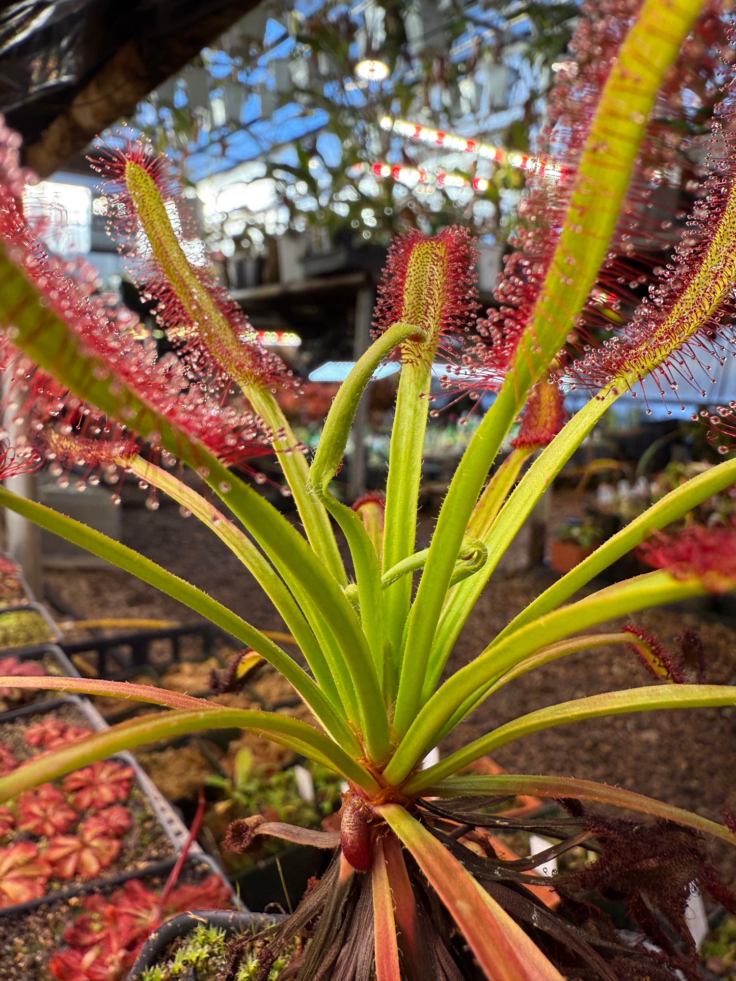 Drosera capensis Meadowview Wideleaf SG