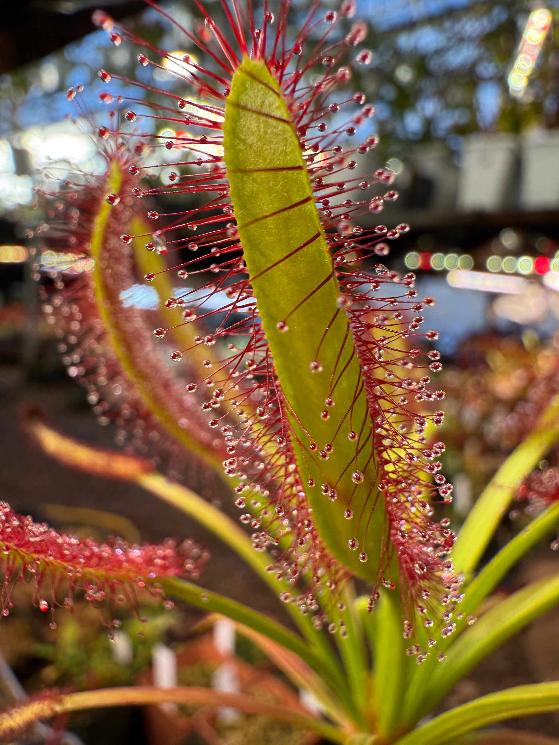 Drosera capensis Meadowview Wideleaf SG