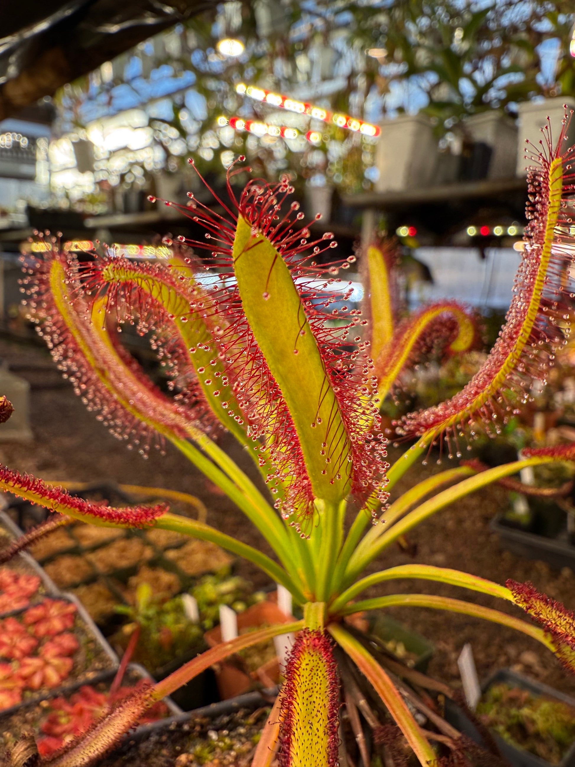 Drosera capensis Meadowview Wideleaf SG