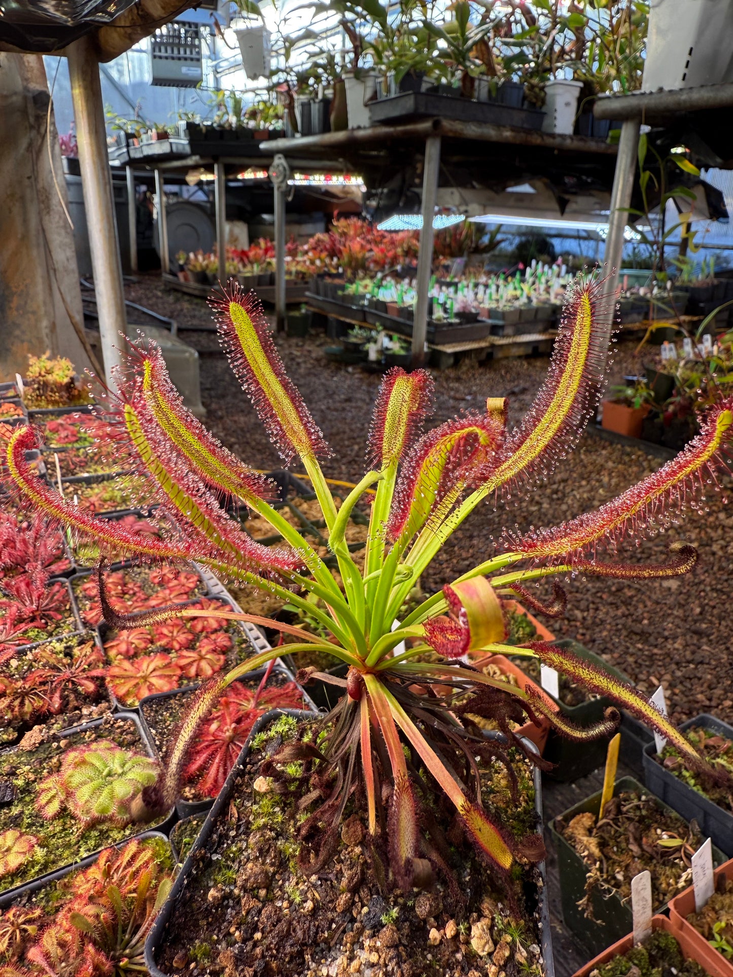 Drosera capensis Meadowview Wideleaf SG