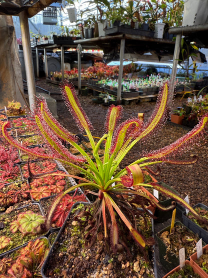 Drosera capensis Meadowview Wideleaf SG