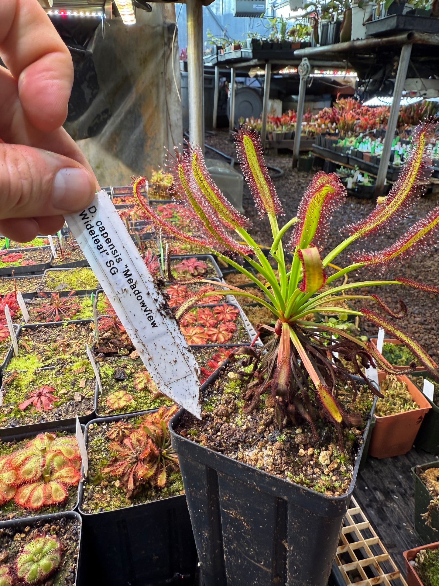 Drosera capensis Meadowview Wideleaf SG