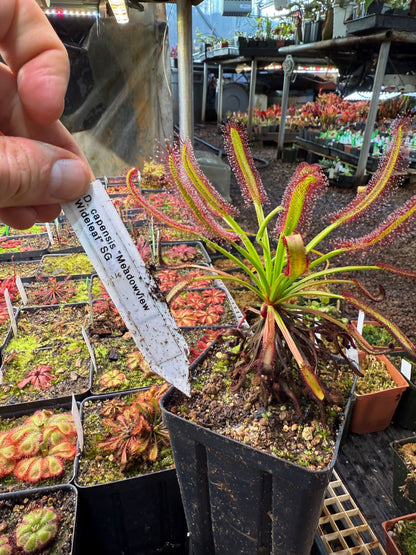 Drosera capensis Meadowview Wideleaf SG