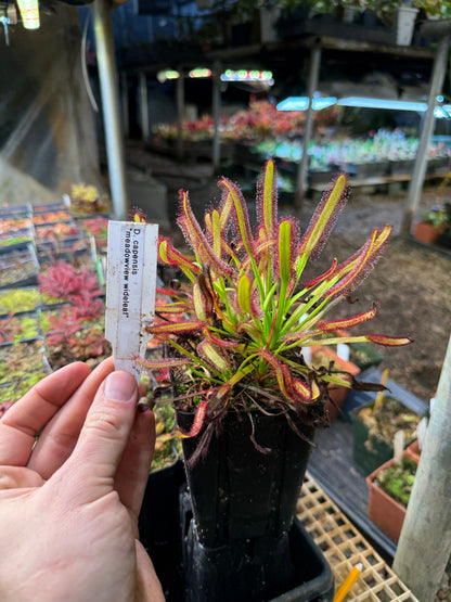 Drosera capensis Meadowview Wideleaf