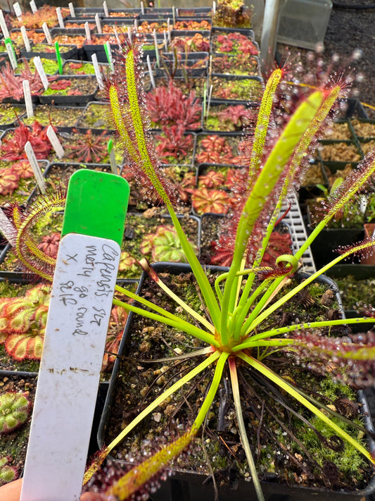 Drosera capensis Merry-Go-Round x self