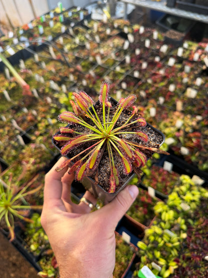 Drosera capensis Mini Red (ECP)