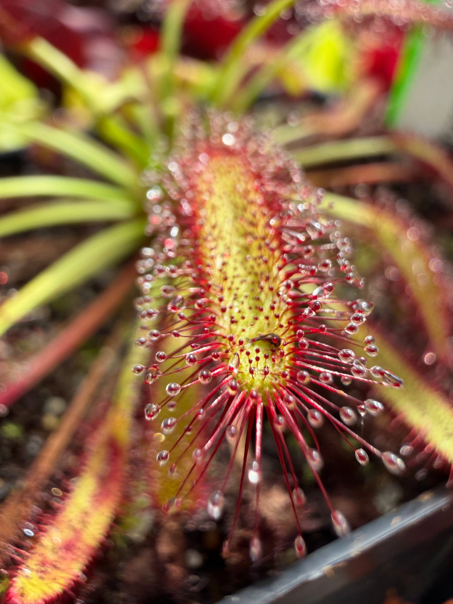 Drosera capensis Mini Red (ECP)