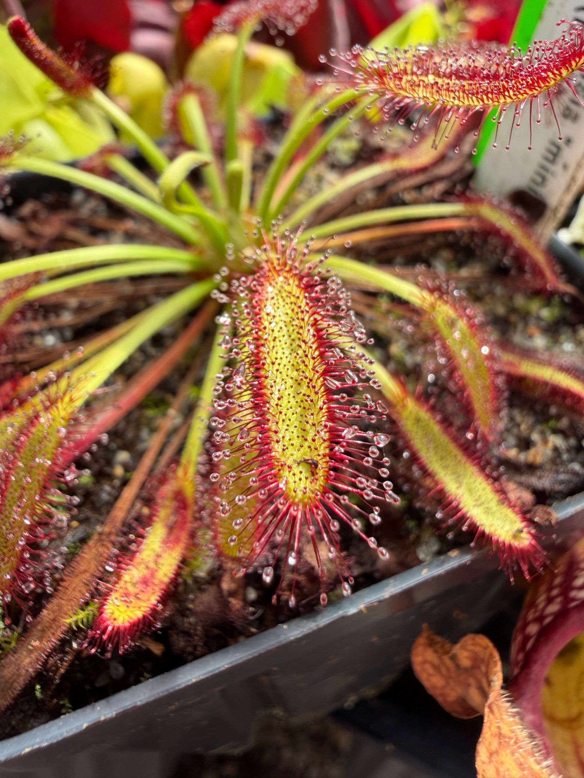Drosera capensis Mini Red (ECP)