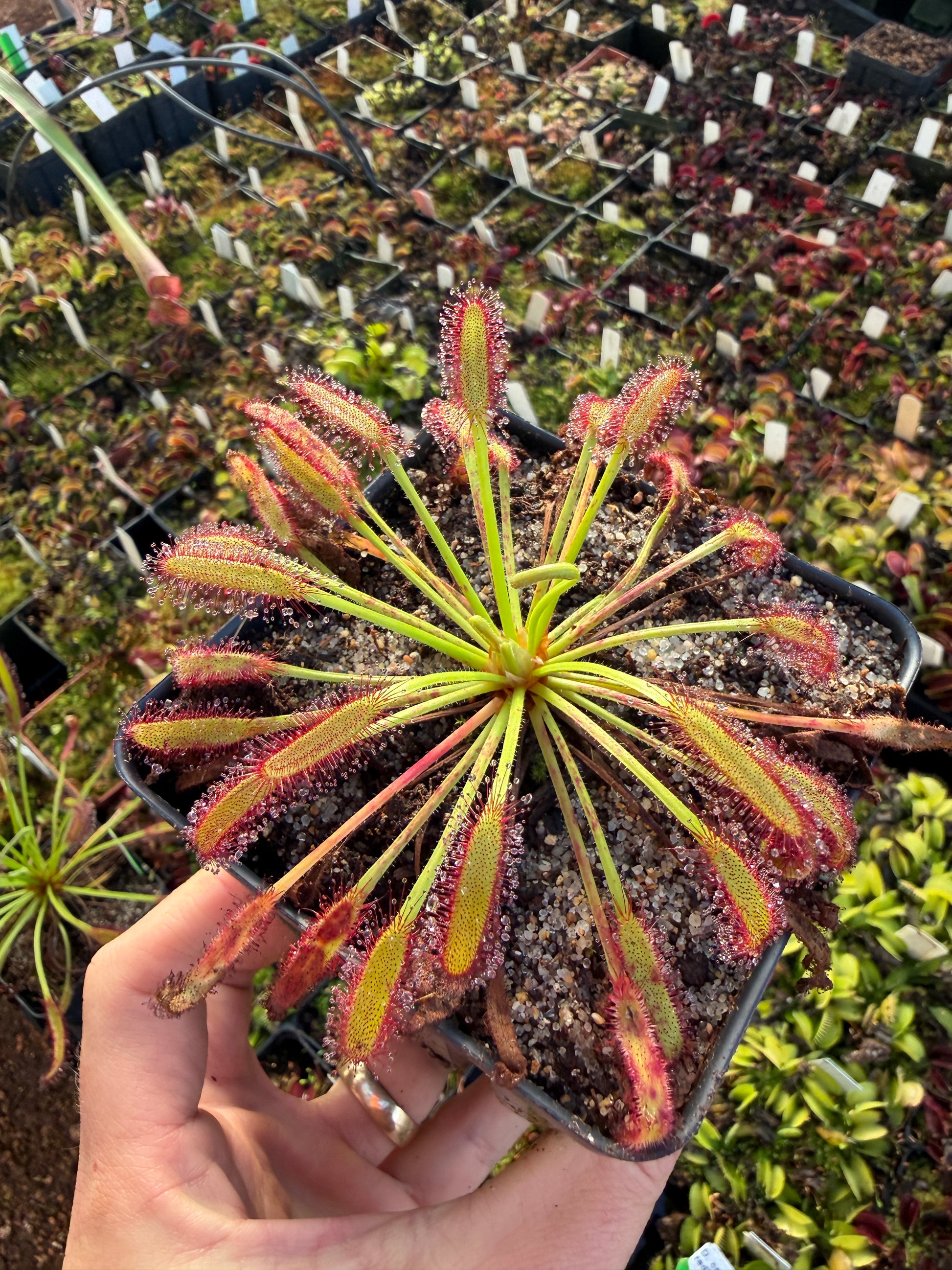 Drosera capensis Mini Red (ECP)