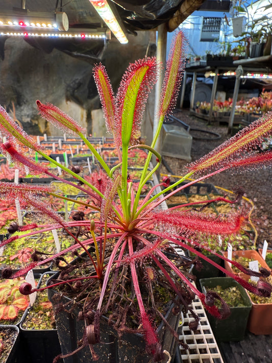 Drosera capensis Montagu Pass from Curious Plants