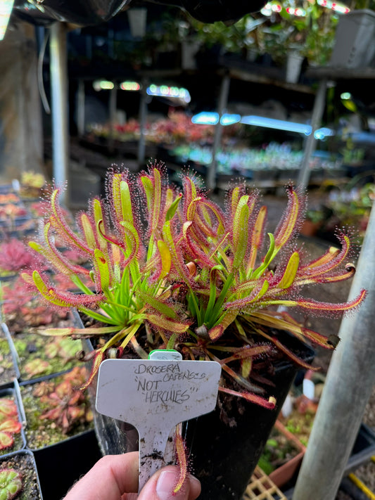 Drosera capensis "Not Hercules" Carson T