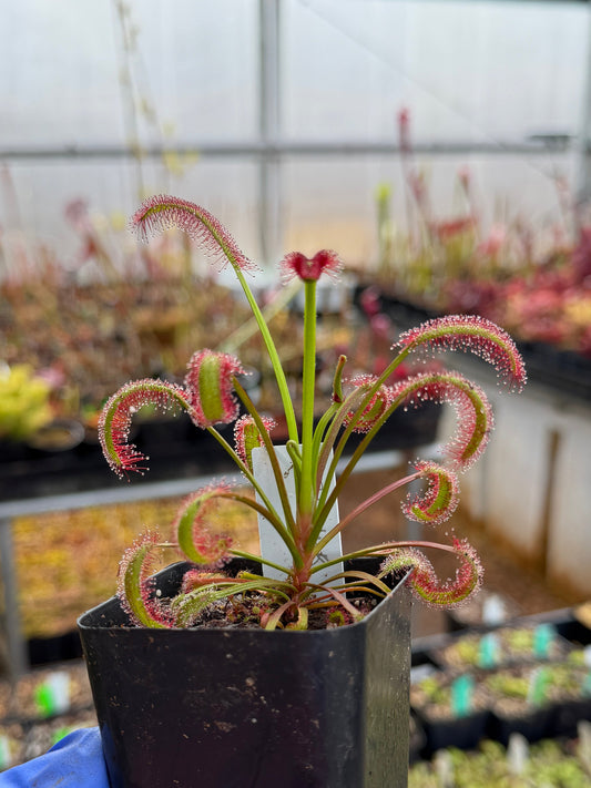 Drosera capensis Peppermint (Candy Cane Line)