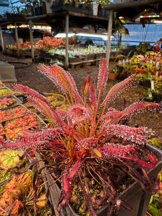Drosera capensis Red #1