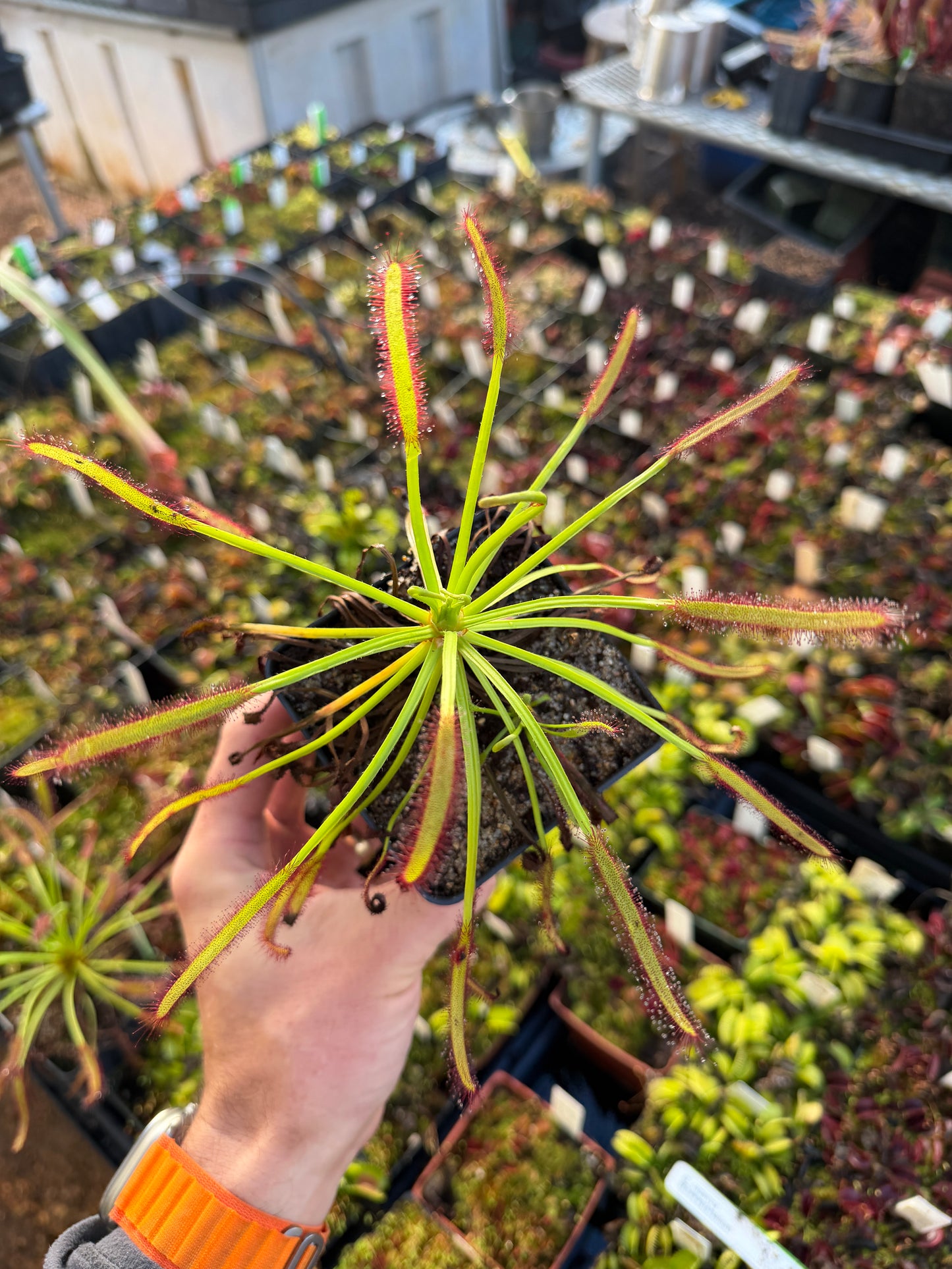 Drosera capensis Threewaterskloof