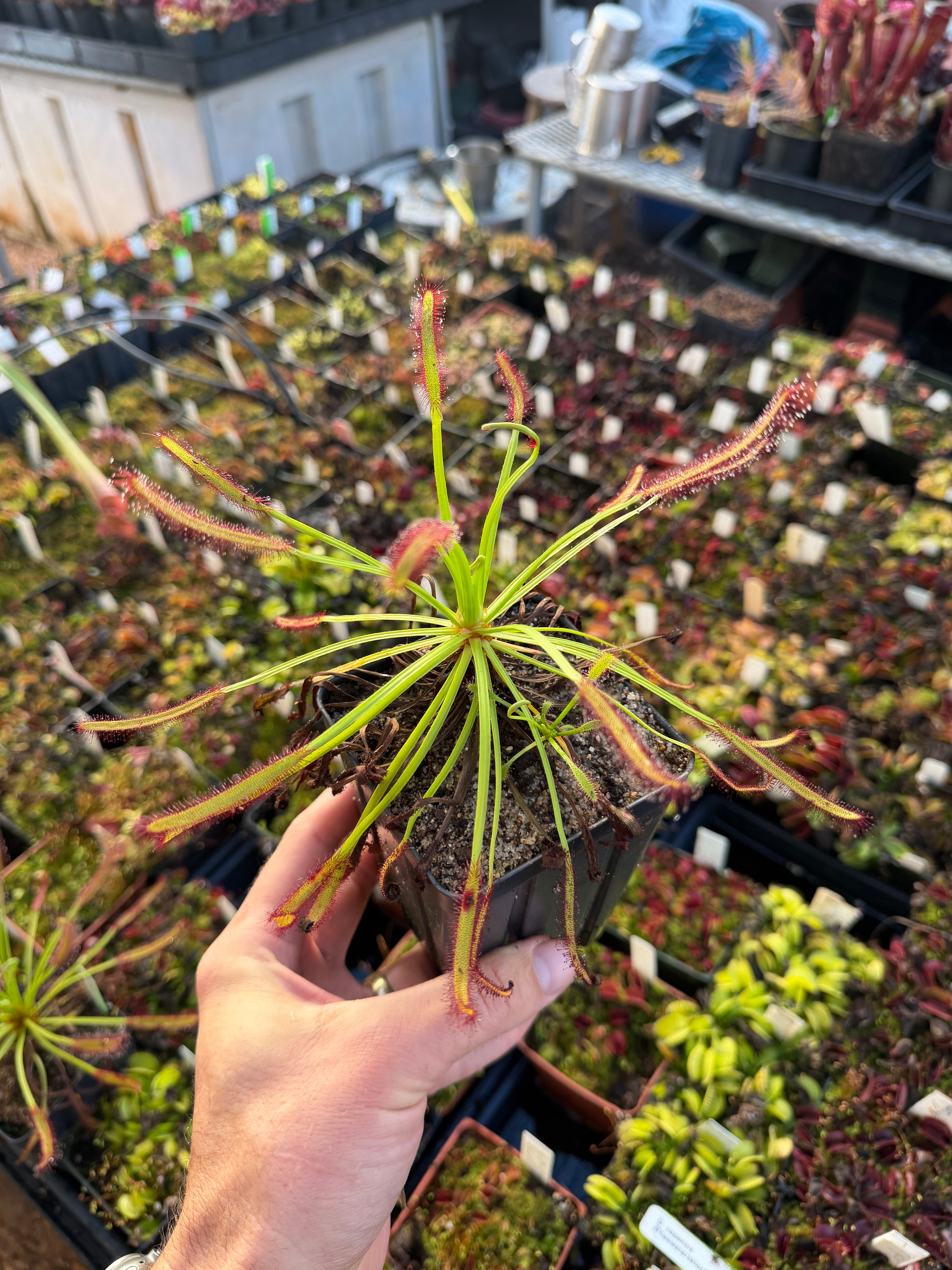 Drosera capensis Threewaterskloof