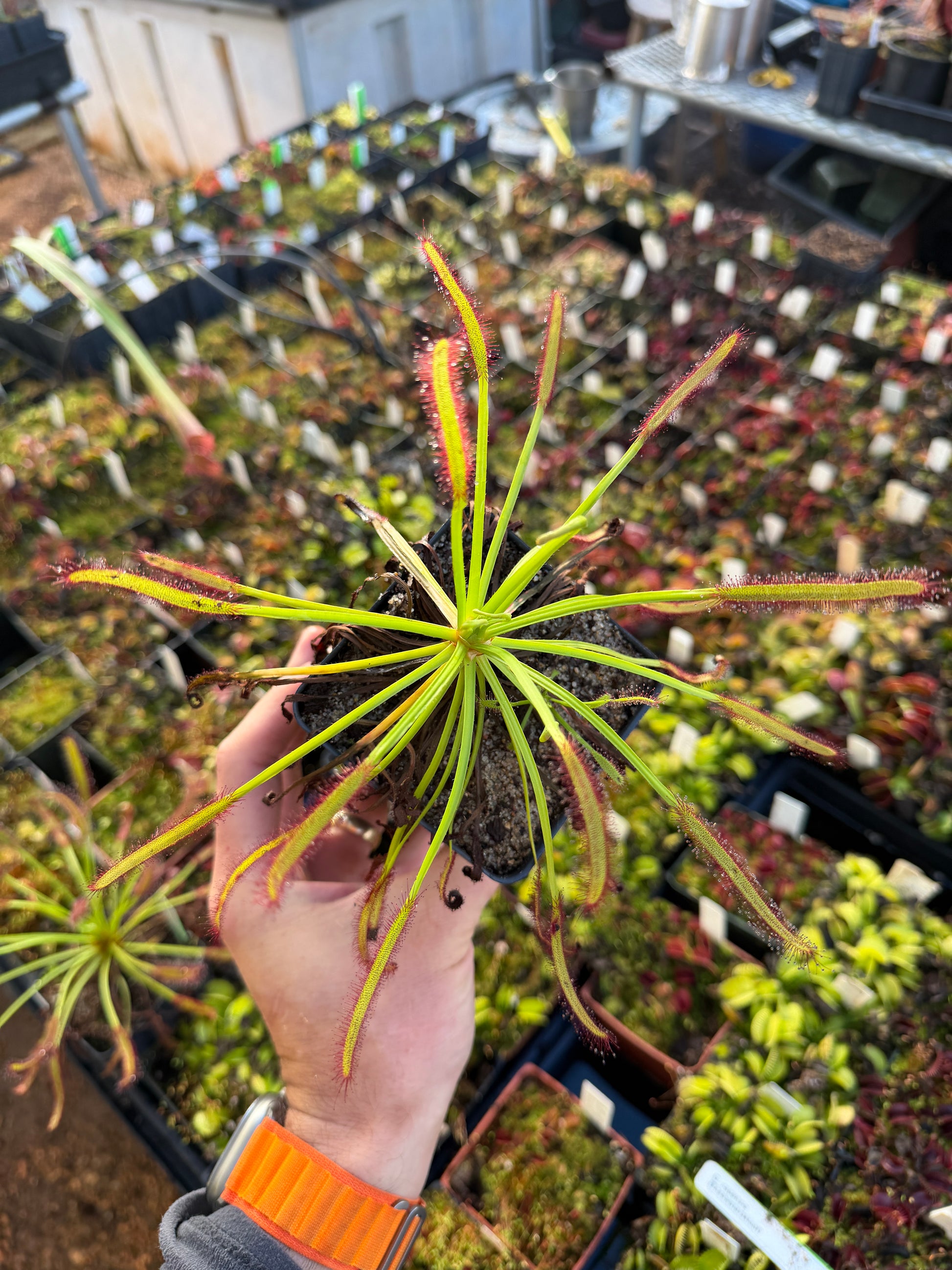 Drosera capensis Threewaterskloof