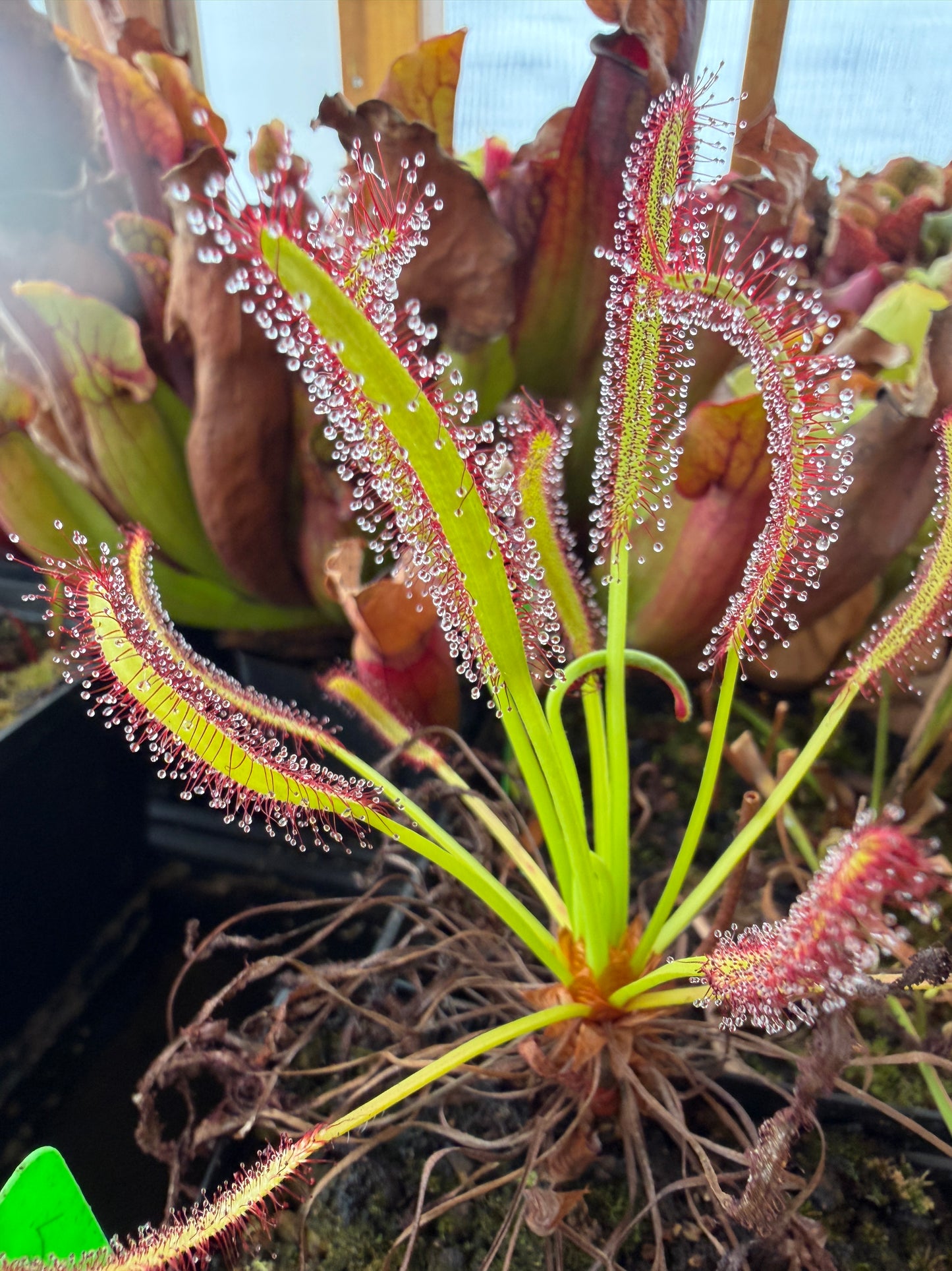 Drosera capensis Typical