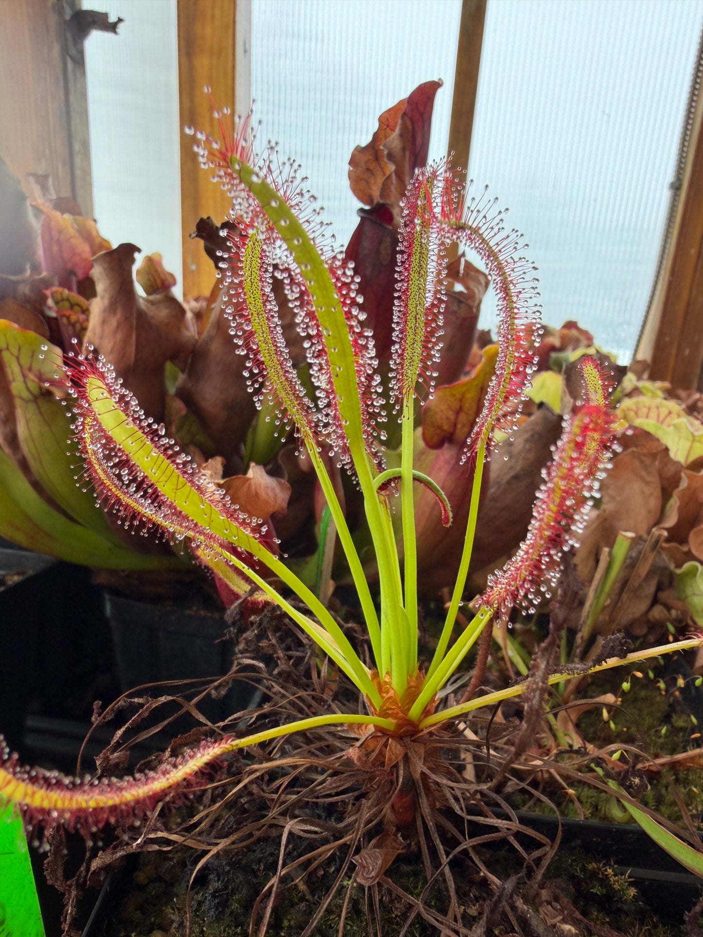 Drosera capensis Typical