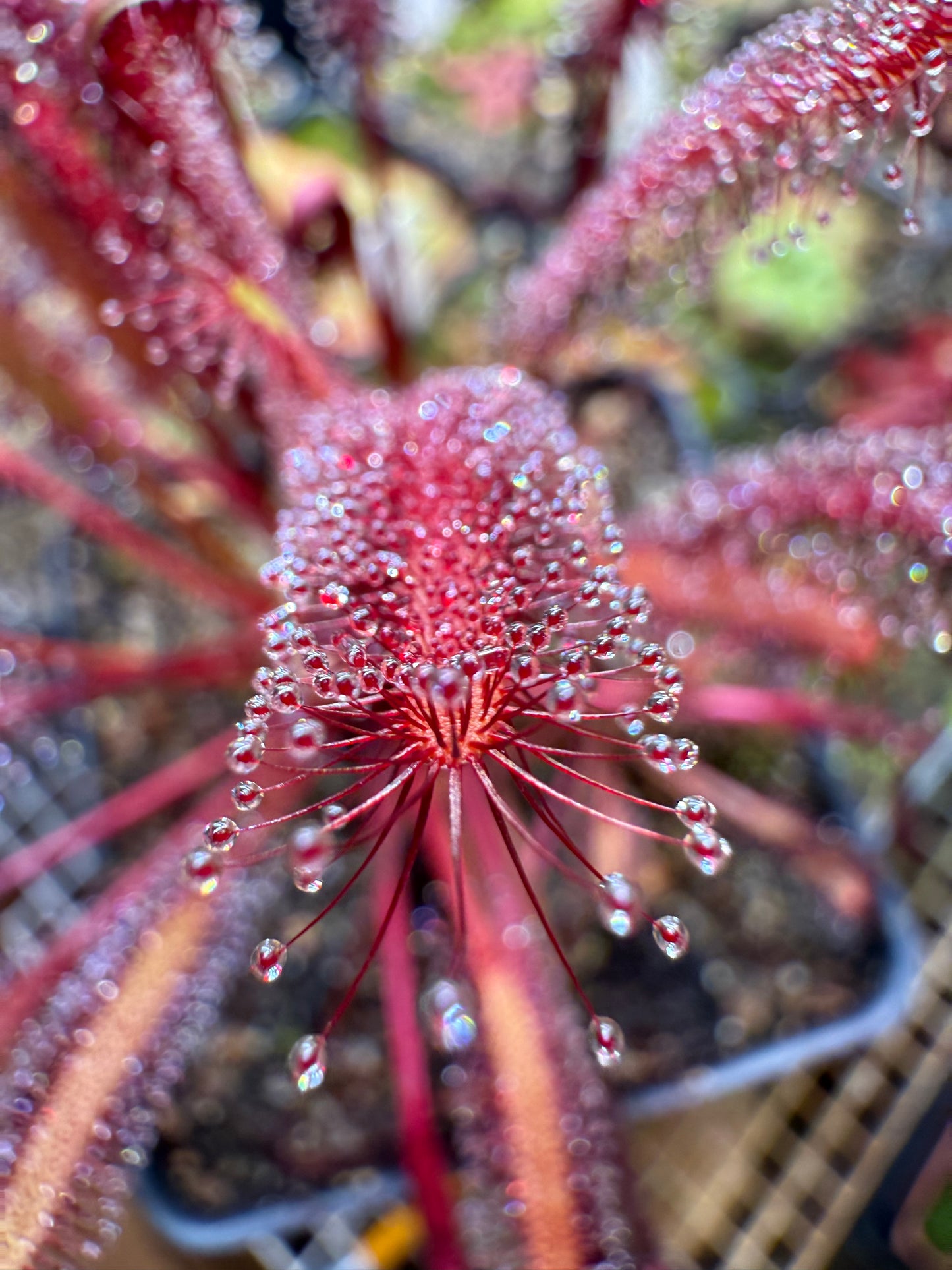 Drosera capensis Vanrhynsdorp ICPS