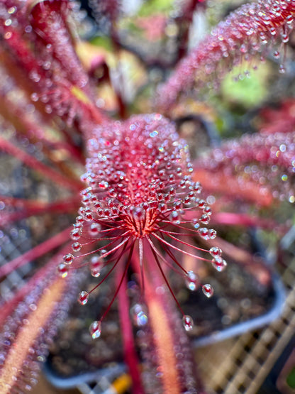 Drosera capensis Vanrhynsdorp ICPS