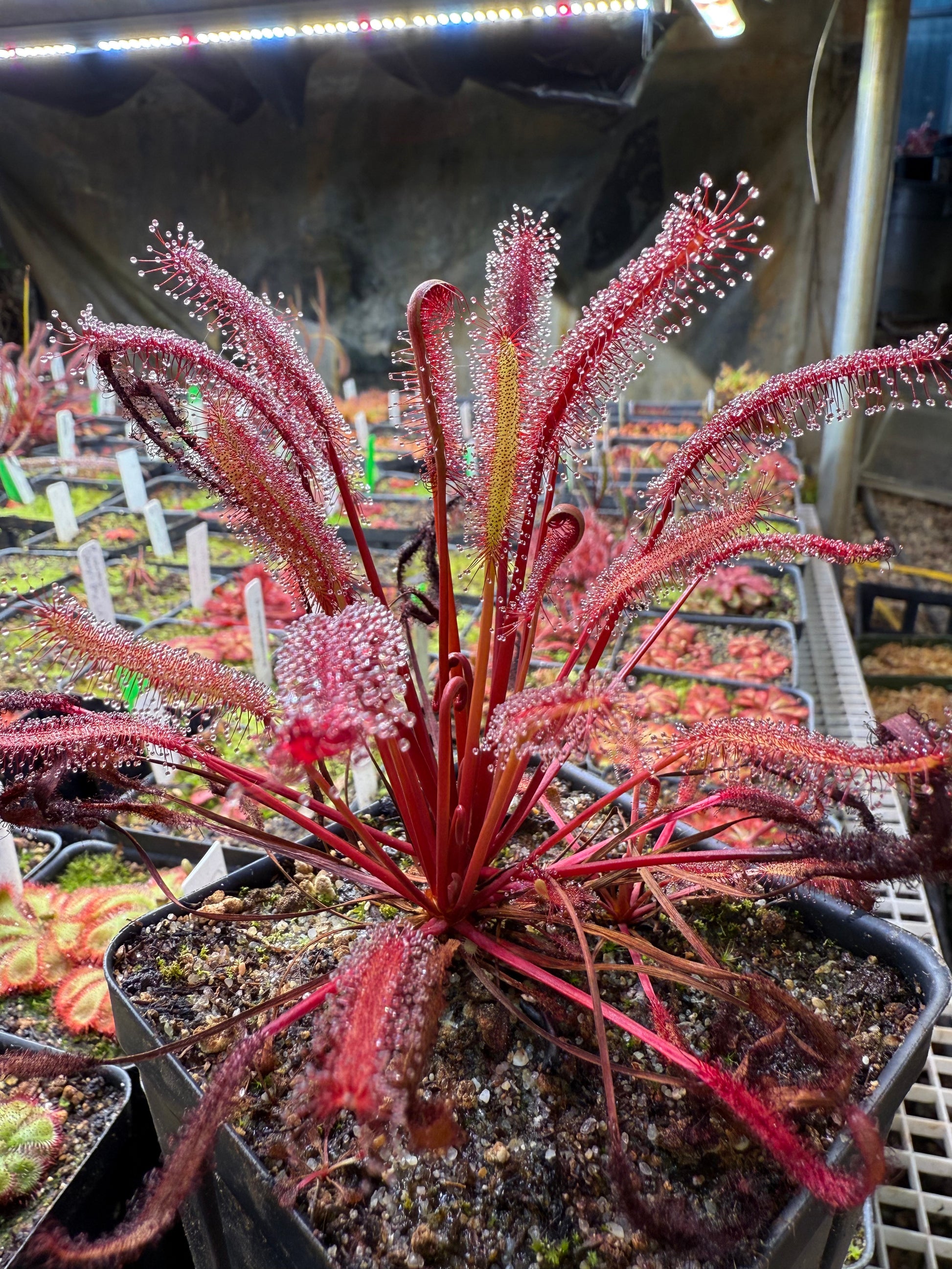 Drosera capensis Vanrhynsdorp ICPS
