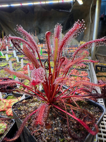 Drosera capensis Vanrhynsdorp ICPS