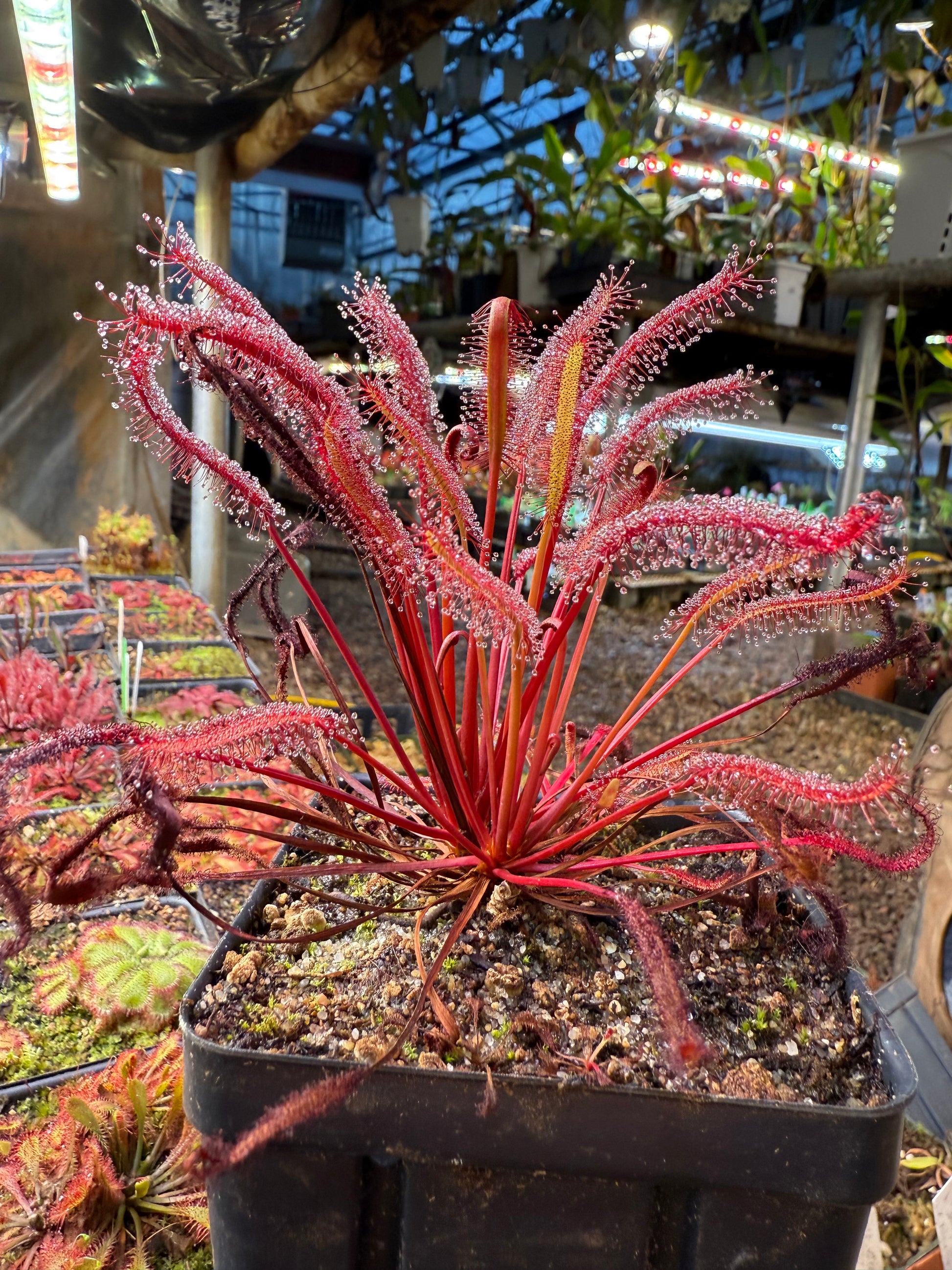 Drosera capensis Vanrhynsdorp ICPS