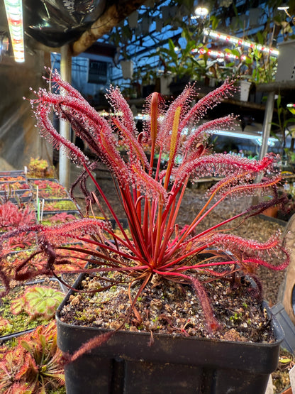 Drosera capensis Vanrhynsdorp ICPS