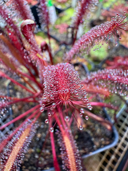 Drosera capensis Vanrhynsdorp ICPS