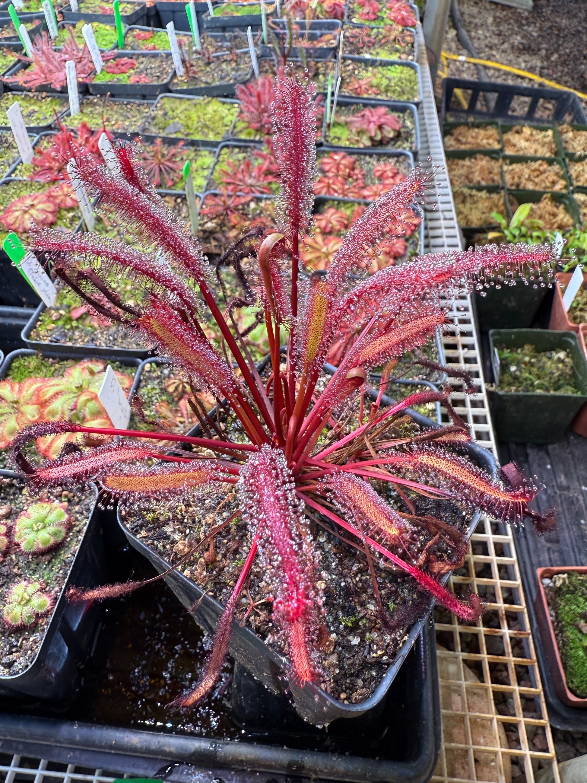 Drosera capensis Vanrhynsdorp ICPS