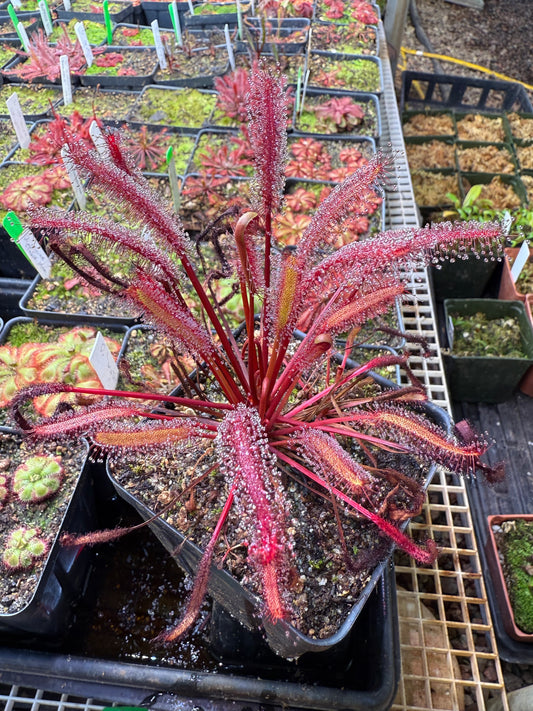 Drosera capensis Vanrhynsdorp ICPS