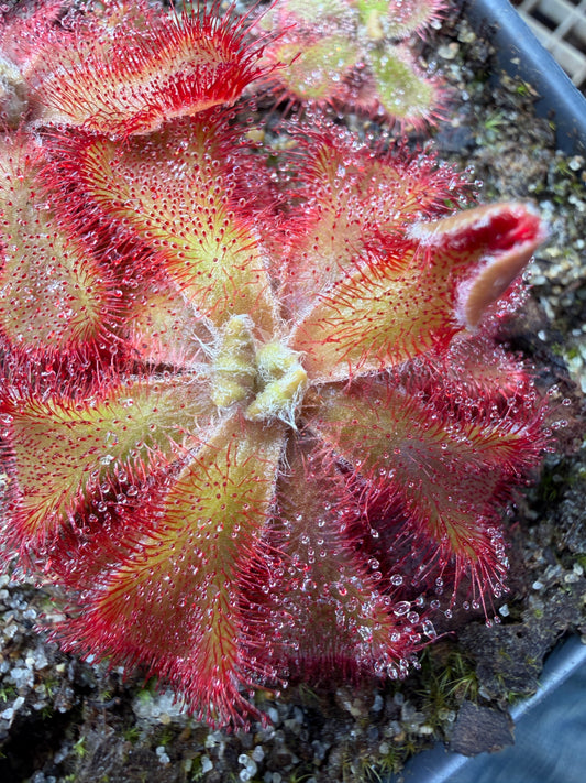 Drosera cuneifolia