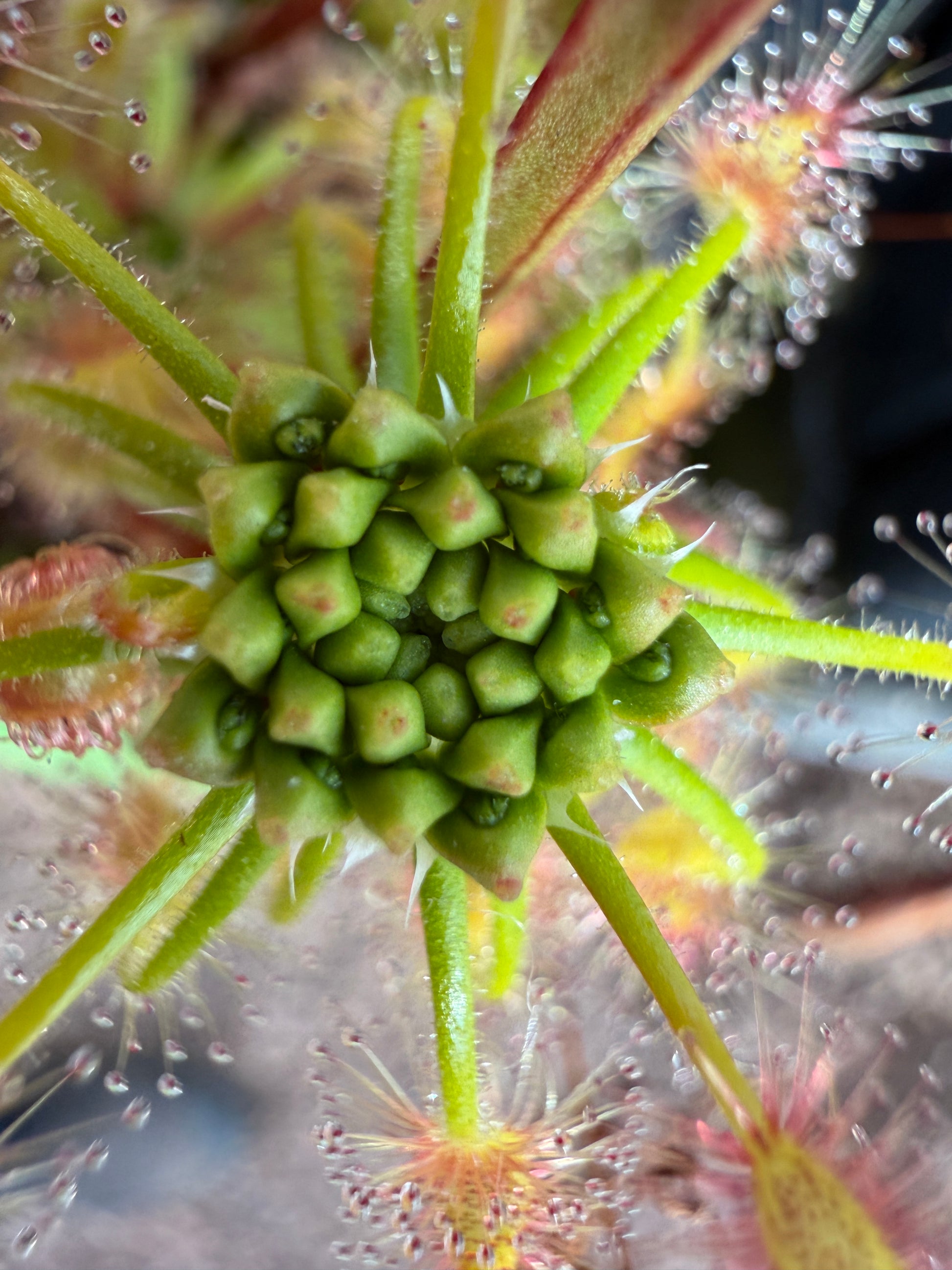 Drosera scorpioides Gemmae (20 Count)